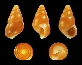 Barleeia unifasciata ( Barleeiidae )