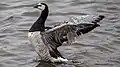 Branta leucopsis
