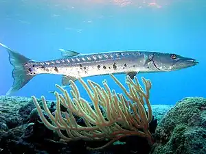 Barracuda.