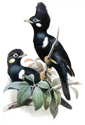 B. corythaix e B. celebensis