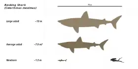 Comparação entre um tubarão-peregrino e um mergulhador