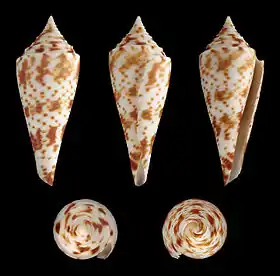 Cinco vistas da concha de Conasprella comatosa (Pilsbry, 1904), encontrada do Japão e Taiwan às Filipinas; espécie outrora denominada Conus comatosa.