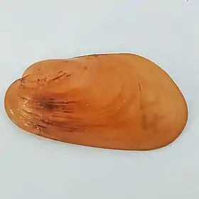 Bathymodiolus azoricus