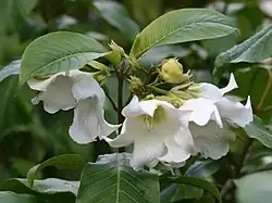 Beaumontia multiflora