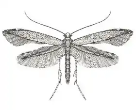 Bedellia somnulentella