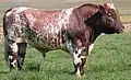 Raça shorthorn