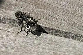 Fotografia de A. oculatus.