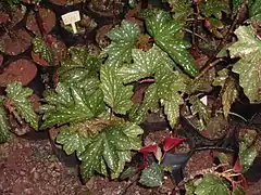Begonia aconitifolia.