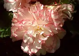 Begonia ×tuberhybrida var. 'Pin up rose'.