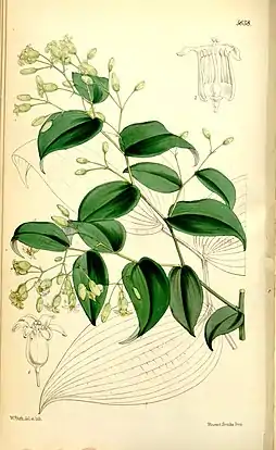 Behnia reticulata (ilustração de Curtis's Botanical Magazine, 1867).