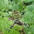 Argiope bruennichi (Bélgica).