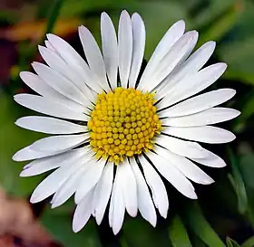Bellis perennis
