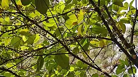 Bellucia axinanthera