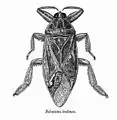 Belostoma indicum.