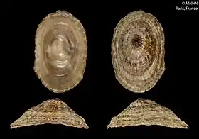 Quatro vistas da concha de Benhamina obliquata (G. B. Sowerby I, 1825), única espécie do gênero Benhamina Finlay, 1926; espécime do Museu Nacional de História Natural, França.