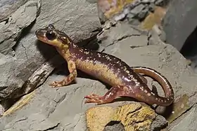 Lyciasalamandra helverseni