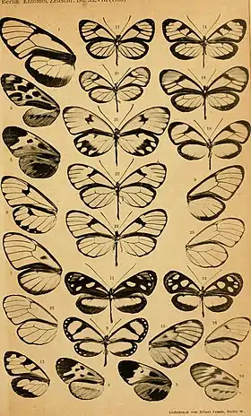 Novo Ithomiinen de Richard Haensch, 1905, da coleção sulamericana. Berl. Z. 50 (1/2): 142-182