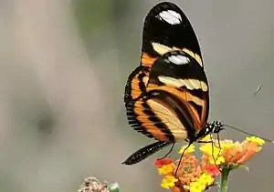 Fotografia de H. ethilla narcaea visitando flores de Lantana camara. Vistas por baixo suas asas são mais pálidas.