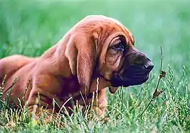 Bloodhound