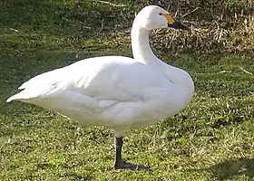 Cisne-de-Bewick, uma subespécie do Cisne-da-trunda.