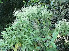 Colebrookea oppositifolia