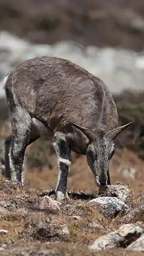 Carneiro-azul fêmea no norte de Siquim, Índia