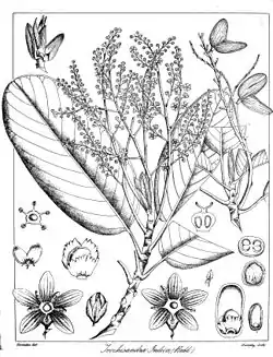 Bhesa indica (ilustração).