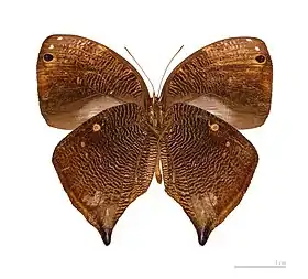 B. actorion (subespécie decaerulea), vista de baixo