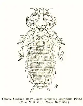 Menopon biseriatum fêmea