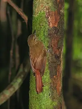 Espécime avistado em 2008