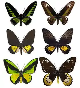 Um representante masculino e feminino dos gênerosTrogonoptera, Troides e Ornithoptera.
Espécies de cima para baixo, da esquerda para a direita: Trogonoptera brookiana (♂), Trogonoptera brookiana (♀), Troides oblogomaculatus (♂), Troides oblogomaculatus (♀), Ornithoptera goliath (♂), Ornithoptera goliath (♀).