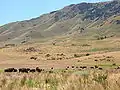 A herd of bison on Antelope Island