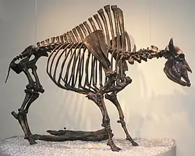 Bison antiquus