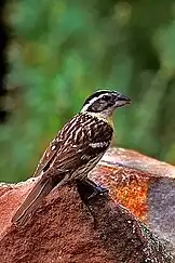 Photograph of female