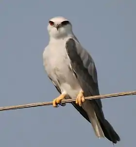 Peneireiro-cinzento, Elanus caeruleus