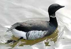 Branta bernicla