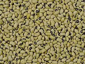 Vigna unguiculata ssp. cylindrica, subespécie de Feijão-cavalinho