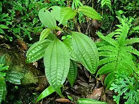 Blastus cochinchinensis