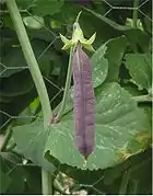 Pisum sativum (ervilha); note as estipulas semelhantes a folhas.