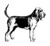 Bloodhound