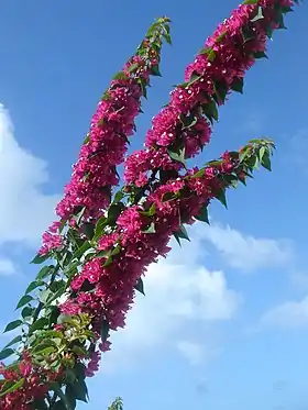 Eranthemum pulchellum