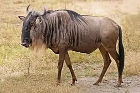 Gnu-de-cauda-preta