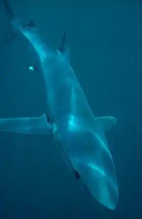 Tubarão-azul (Prionace glauca), exemplo de condropterígeo