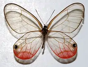 C. pireta, do gênero Cithaerias.