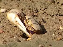 Um caranguejo boca-cava-terra, no Parque Natural da Ria Formosa