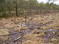 O local onde foi encontrado o Homem de Bocksten