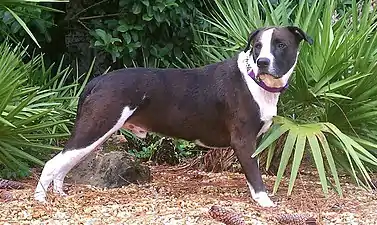 Um buldogue Catahoula macho 75/25