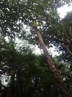 Psiloxylum mauritianum, a única espécies de Psiloxylum, o género tipo, e único género, da tribo.
