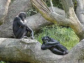 Bonobos no zoológico de Cincinnati