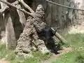 Um Bonobo utilizando uma vara para 'pescar' cupins no Zoológico de San Diego.